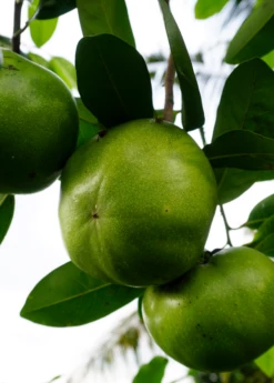 Black Sapote ‘Wilson’ (Diospyros Nigra) -Wilson Bros Gardens Shop image b6730905 98c4 49e4 bcfe 5344d879a940