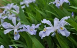 Dwarf Crested Iris (Iris Cristata) - 1 Gallon Pot -Wilson Bros Gardens Shop iris cristata 12