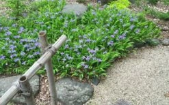 Dwarf Crested Iris (Iris Cristata) - 1 Gallon Pot -Wilson Bros Gardens Shop iris cristata 13