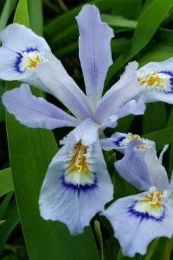 Dwarf Crested Iris (Iris Cristata) - 1 Gallon Pot -Wilson Bros Gardens Shop iris cristata 3