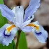 Dwarf Crested Iris (Iris Cristata) - 1 Gallon Pot