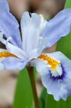 Dwarf Crested Iris (Iris Cristata) - 1 Gallon Pot -Wilson Bros Gardens Shop iris cristata 9