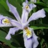 Powder Blue Giant Dwarf Crested Iris (Iris Cristata) - 1 Gallon Pot