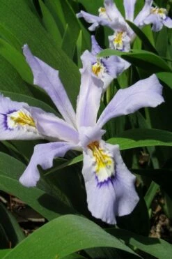 Powder Blue Giant Dwarf Crested Iris (Iris Cristata) - 1 Gallon Pot