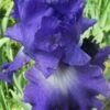 Speeding Again Reblooming Bearded Iris - 1 Gallon