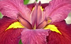 Ann Chowning Louisiana Iris - 1 Gallon Pot -Wilson Bros Gardens Shop iris louisiana ann chowning 2