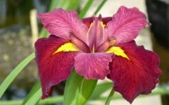 Ann Chowning Louisiana Iris - 1 Gallon Pot -Wilson Bros Gardens Shop iris louisiana ann chowning 3