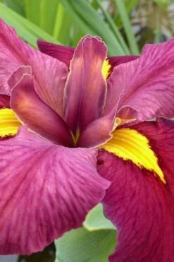 Ann Chowning Louisiana Iris - 1 Gallon Pot -Wilson Bros Gardens Shop iris louisiana ann chowning 4