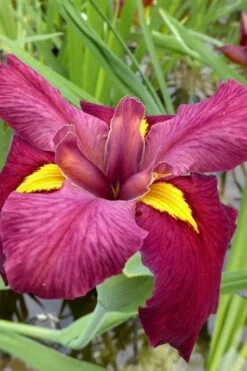 Ann Chowning Louisiana Iris - 1 Gallon Pot -Wilson Bros Gardens Shop iris louisiana ann chowning 5