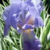 Zebra Variegated Sweet Iris (Iris Pallida 'Albo Variegata') - 1 Gallon Pot