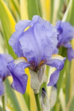 Golden Variegated Sweet Iris - 1 Gallon Pot -Wilson Bros Gardens Shop iris pallida aureo variegata 10