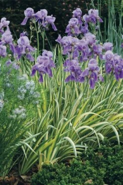 Golden Variegated Sweet Iris - 1 Gallon Pot -Wilson Bros Gardens Shop iris pallida aureo variegata 15