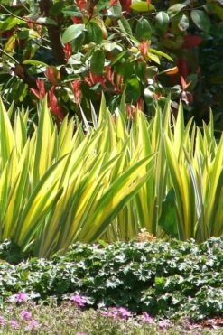 Golden Variegated Sweet Iris - 1 Gallon Pot -Wilson Bros Gardens Shop iris pallida aureo variegata 16