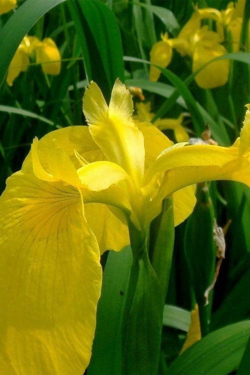 Yellow Flag Iris - 1 Gallon Pot 8 Yellow Flag Iris - 1 Gallon Pot - Image 8