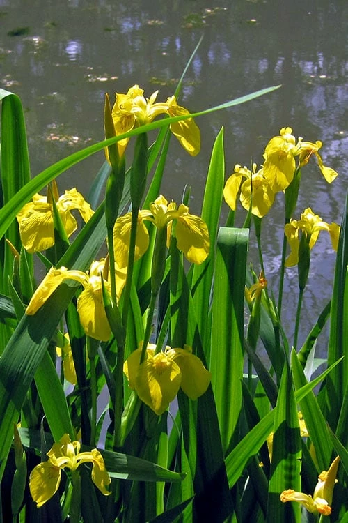 Yellow Flag Iris - 6 Pack Of 1 Gallon Pots 5 Yellow Flag Iris - 6 Pack Of 1 Gallon Pots - Image 5