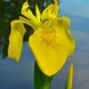 Yellow Flag Iris - 6 Pack Of 1 Gallon Pots