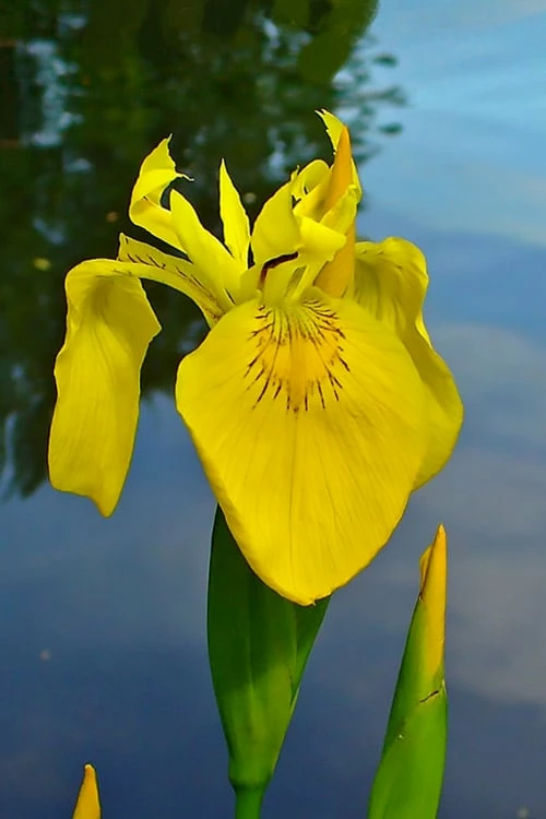 Yellow Flag Iris - 6 Pack Of 1 Gallon Pots 1 Yellow Flag Iris - 6 Pack Of 1 Gallon Pots