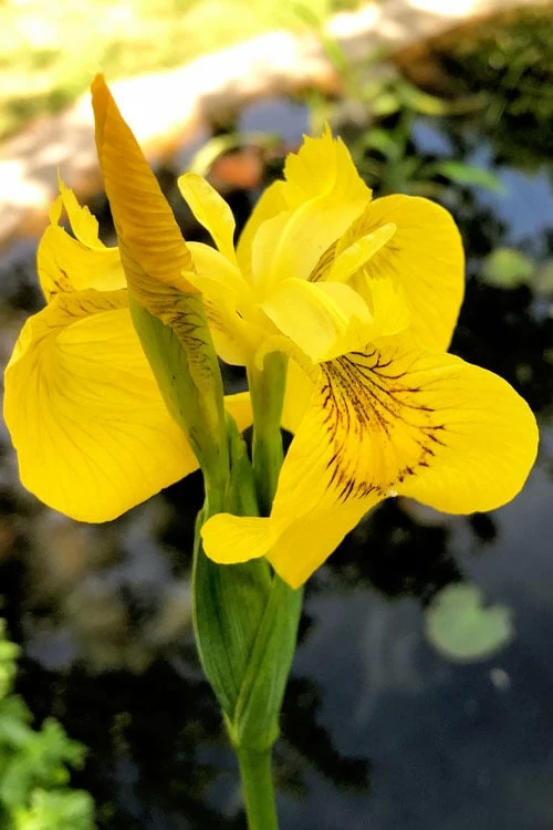 Yellow Flag Iris - 1 Gallon Pot 7 Yellow Flag Iris - 1 Gallon Pot - Image 7