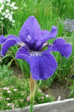 Silver Edge Siberian Iris - 1 Gallon Pot -Wilson Bros Gardens Shop iris sibirica silver edge siberian 6