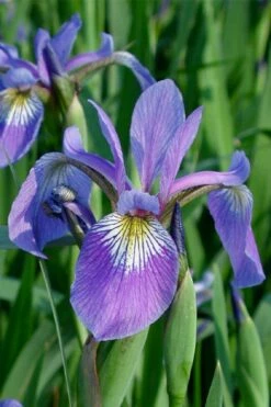 Blue Flag Iris (Iris Versicolor) - 8 Pack Of 1 Gallon Pots -Wilson Bros Gardens Shop iris versicolor blue flag 1