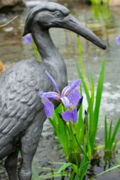 Blue Flag Iris (Iris Versicolor) - 8 Pack Of 1 Gallon Pots -Wilson Bros Gardens Shop iris versicolor blue flag 2