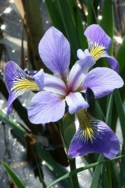 Blue Flag Iris (Iris Versicolor) - 6 Pack Of 1 Gallon Pots