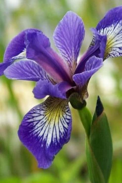 Blue Flag Iris (Iris Versicolor) - 6 Pack Of 1 Gallon Pots -Wilson Bros Gardens Shop iris versicolor harlequin blue flag 3 2