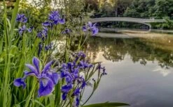 Blue Flag Iris (Iris Versicolor) - 6 Pack Of 1 Gallon Pots -Wilson Bros Gardens Shop iris versicolor harlequin blue flag 4 2