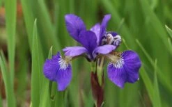 Blue Flag Iris (Iris Versicolor) - 8 Pack Of 1 Gallon Pots -Wilson Bros Gardens Shop iris versicolor harlequin blue flag 8 1