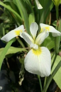 White Southern Flag Iris - 1 Gallon Pot