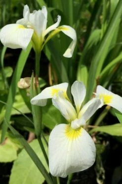 White Southern Flag Iris - 1 Gallon Pot -Wilson Bros Gardens Shop iris virginica albus southern white flag iris 5