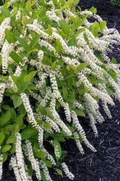 Little Henry Virginia Sweetspire (Itea) - 3 Gallon Pot 11 Little Henry Virginia Sweetspire (Itea) - 3 Gallon Pot -Wilson Bros Gardens Shop itea virginica little henry virginia sweetspire 1