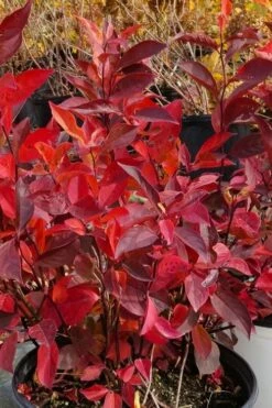 Little Henry Virginia Sweetspire (Itea) - 3 Gallon Pot 10 Little Henry Virginia Sweetspire (Itea) - 3 Gallon Pot -Wilson Bros Gardens Shop itea virginica little henry virginia sweetspire 3