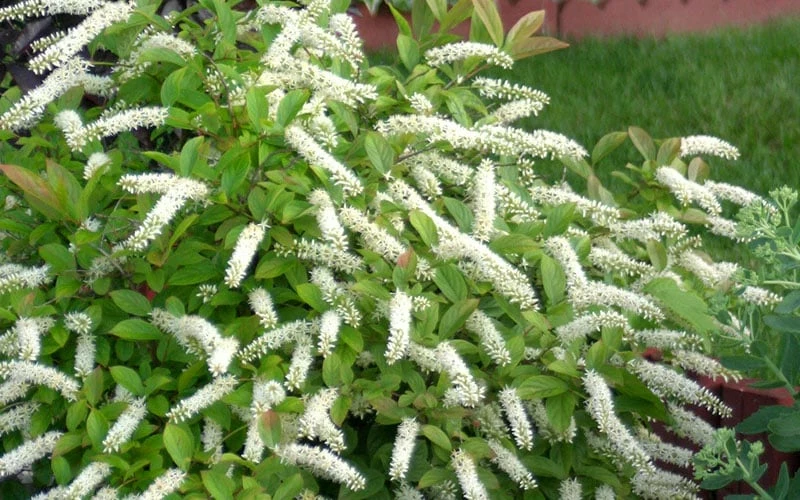 Little Henry Virginia Sweetspire (Itea) - 3 Gallon Pot 6 Little Henry Virginia Sweetspire (Itea) - 3 Gallon Pot - Image 6