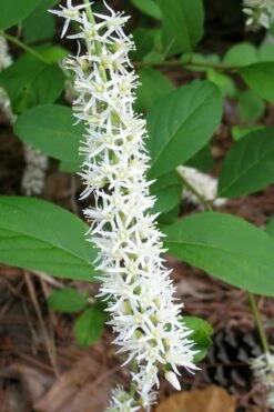 Little Henry Virginia Sweetspire (Itea) - 3 Gallon Pot 13 Little Henry Virginia Sweetspire (Itea) - 3 Gallon Pot -Wilson Bros Gardens Shop itea virginica little henry virginia sweetspire 5