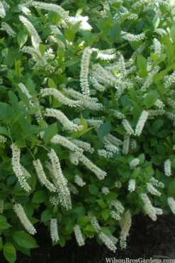 Love Child Sweetspire (Itea) - 3 Gallon Pot