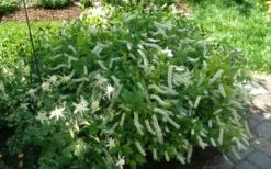 Love Child Sweetspire (Itea) - 3 Gallon Pot 11 Love Child Sweetspire (Itea) - 3 Gallon Pot -Wilson Bros Gardens Shop itea virginica love child sweetspire 5