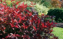 Love Child Sweetspire (Itea) - 3 Gallon Pot 15 Love Child Sweetspire (Itea) - 3 Gallon Pot -Wilson Bros Gardens Shop itea virginica love child sweetspire 8