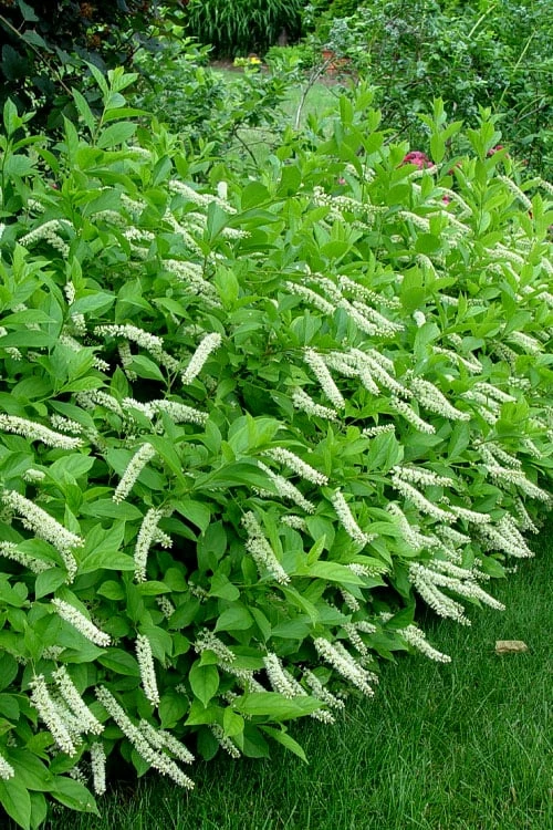 Virginia Sweetspire (Itea Virginica) - 2 Gallon Pot 1 Virginia Sweetspire (Itea Virginica) - 2 Gallon Pot