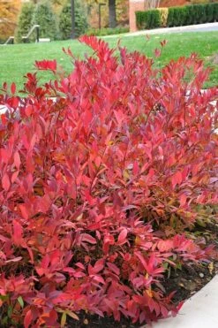 Virginia Sweetspire (Itea Virginica) - 1 Gallon Pot 14 Virginia Sweetspire (Itea Virginica) - 1 Gallon Pot -Wilson Bros Gardens Shop itea virginica virginia sweetspire 14 1