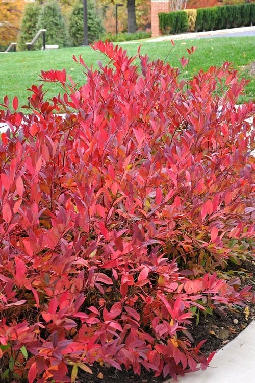 Virginia Sweetspire (Itea Virginica) - 1 Gallon Pot 6 Virginia Sweetspire (Itea Virginica) - 1 Gallon Pot - Image 6