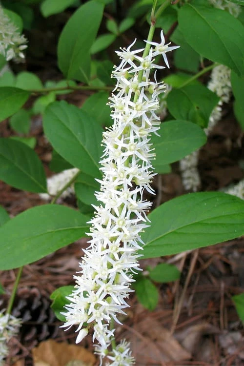 Virginia Sweetspire (Itea Virginica) - 2 Gallon Pot 7 Virginia Sweetspire (Itea Virginica) - 2 Gallon Pot - Image 7