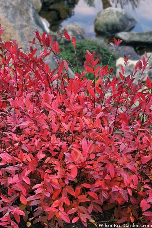 Virginia Sweetspire (Itea Virginica) - 1 Gallon Pot 8 Virginia Sweetspire (Itea Virginica) - 1 Gallon Pot - Image 8