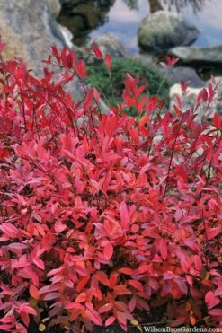 Virginia Sweetspire (Itea Virginica) - 2 Gallon Pot 16 Virginia Sweetspire (Itea Virginica) - 2 Gallon Pot -Wilson Bros Gardens Shop itea virginica virginia sweetspire 8