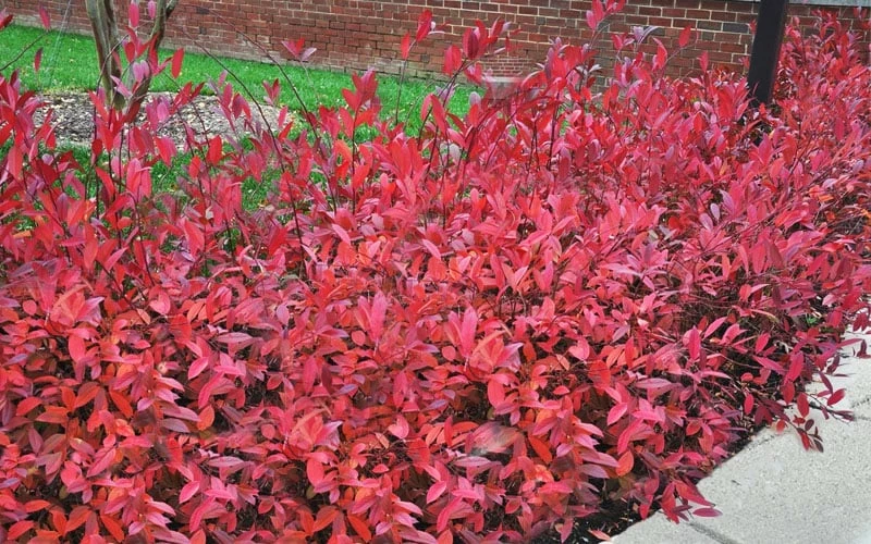 Virginia Sweetspire (Itea Virginica) - 2 Gallon Pot 4 Virginia Sweetspire (Itea Virginica) - 2 Gallon Pot - Image 4