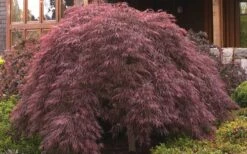 Crimson Queen Dwarf Japanese Maple (High Graft Tree Form) - 1 Gallon Pot -Wilson Bros Gardens Shop ja panese Maple Crimson Queen 50