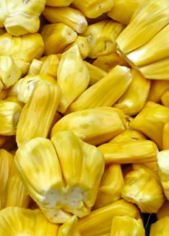 Jackfruit 'Golden Nugget' (Artocarpus Heterophyllus) -Wilson Bros Gardens Shop jackfruit fruit product f32e97d0 be9c 4b81 a062 813fa336bce3