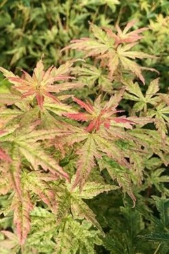 Radiant Variegated Japanese Maple - 3 Gallon Pot -Wilson Bros Gardens Shop japanese Maple Radiant 7 1