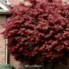 Bloodgood Red Leaf Japanese Maple - 3 Gallon Pot