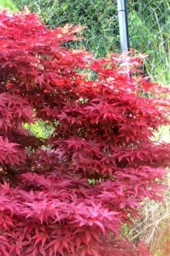 Fireglow Red Leaf Japanese Maple - 5 Gallon Pot (4.5-5.5') -Wilson Bros Gardens Shop japanese maple fireglow 11